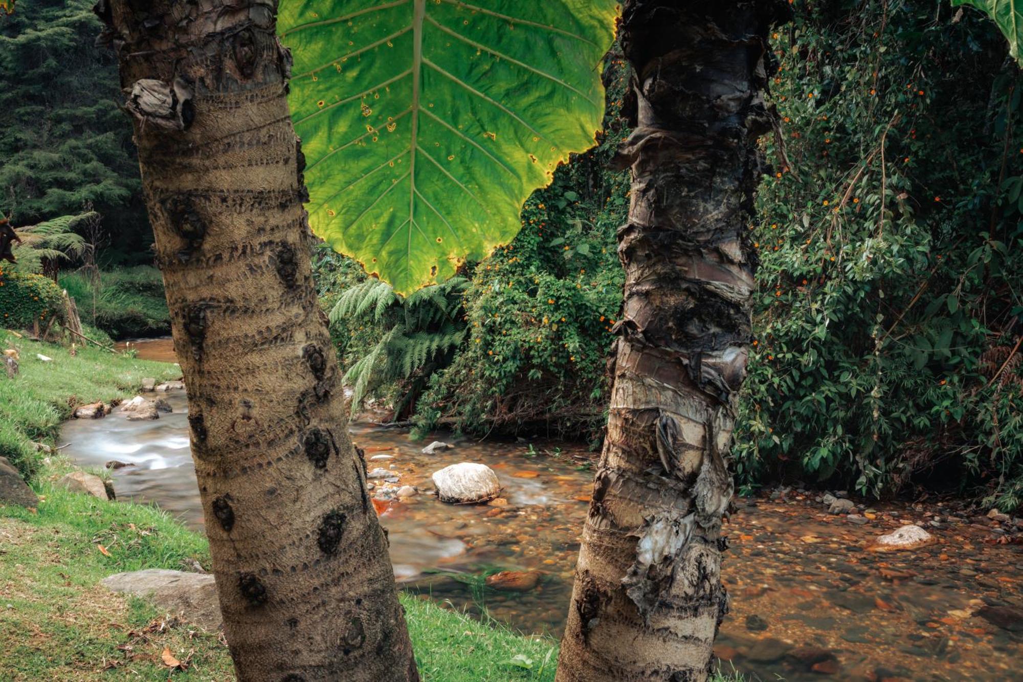 BubbleSky Glamping 15 min from Medellin Hotell Rionegro Eksteriør bilde